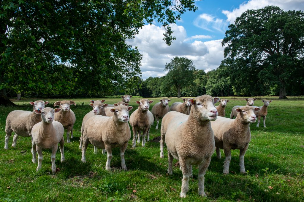 Free roaming sheep