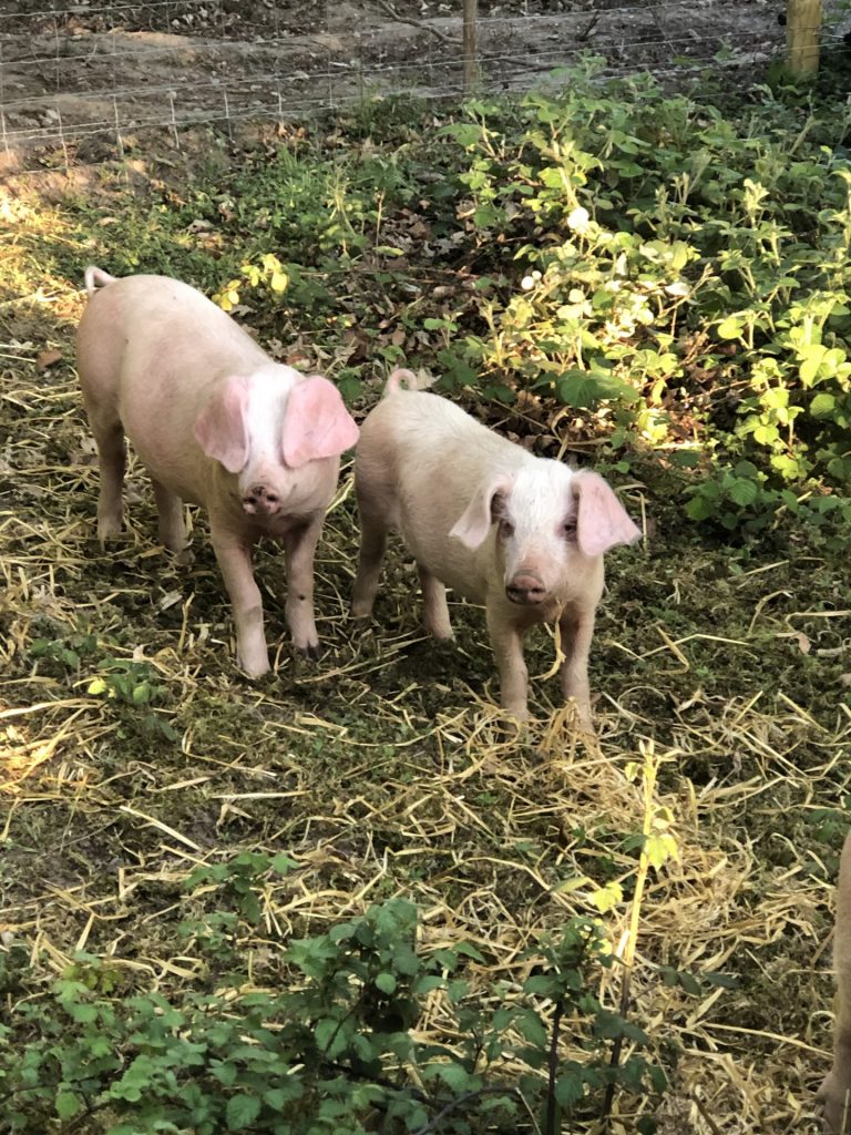 pigs roam free