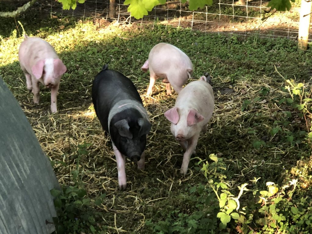 pigs roam free 2